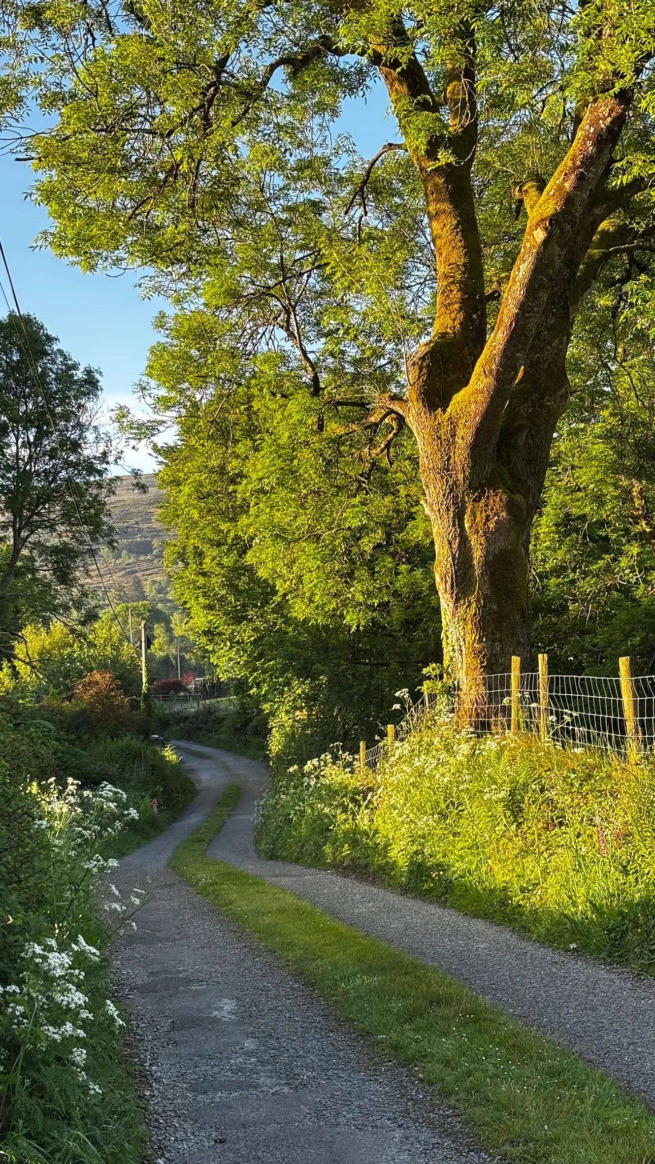 A narrow Kerry lane beneath an old ash tree