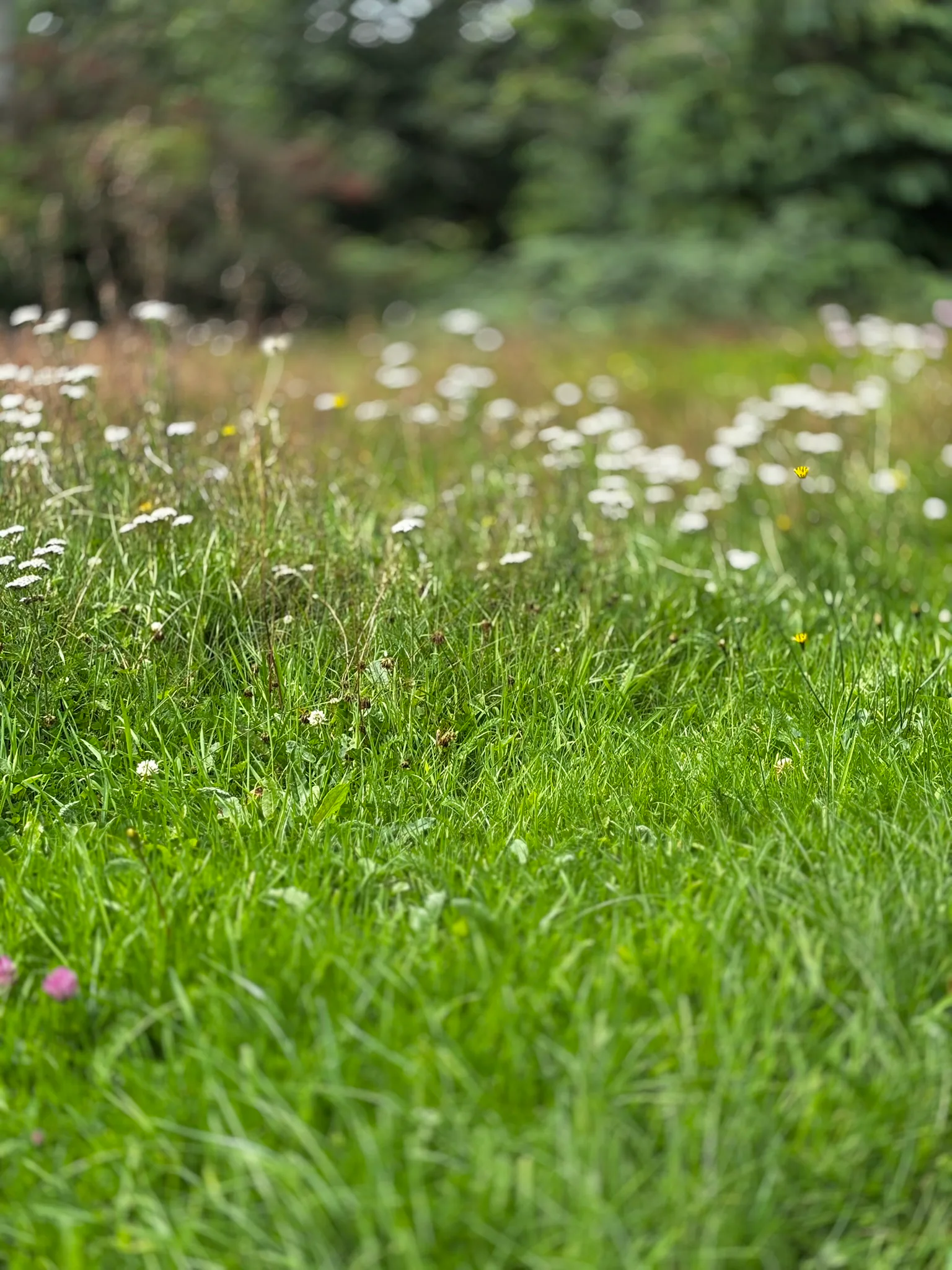 Wildflowers and grasses in a Kerry meadow